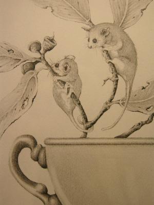 Pencil Drawing featuring Pigmy Possums SOLD