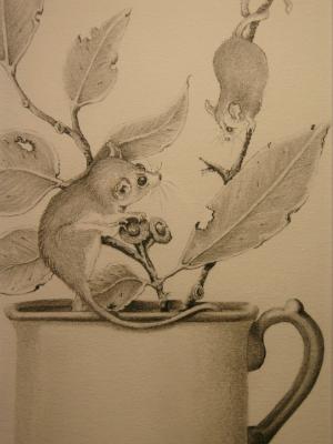  Pencil Drawing featuring Pigmy Possums SOLD